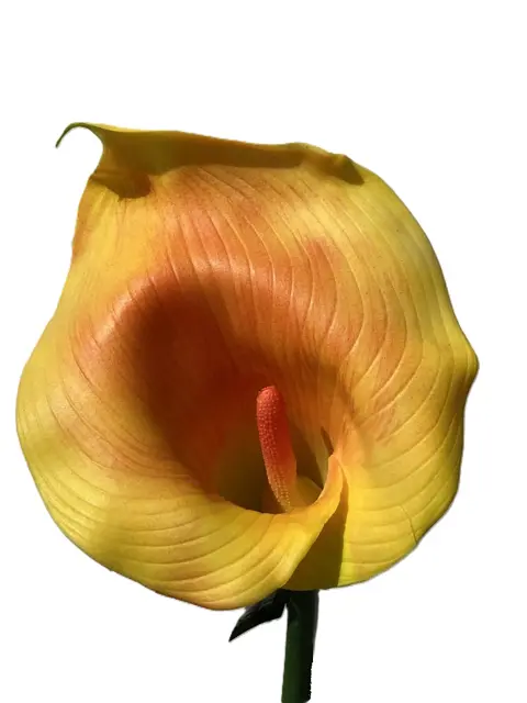 BLOEMEN CALLA YELLOW 98 CM NIEUW