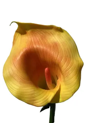BLOEMEN CALLA YELLOW 98 CM NIEUW