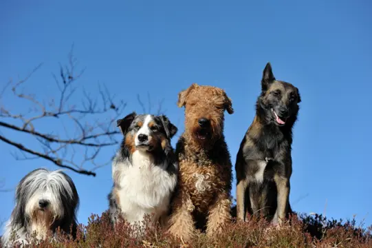 Vakantie met hond