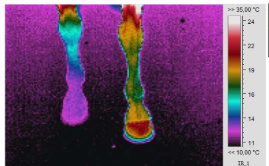 Thermografie voor paarden