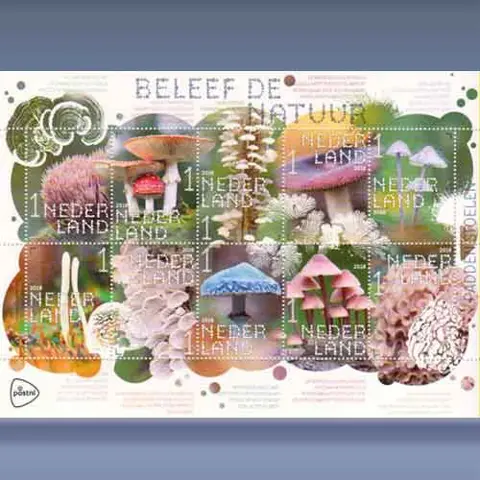 Beleef de Natuur, Paddestoelen (2018)