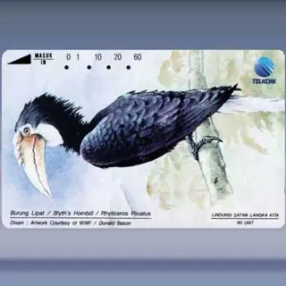 Blyth's Hornbill (1993)