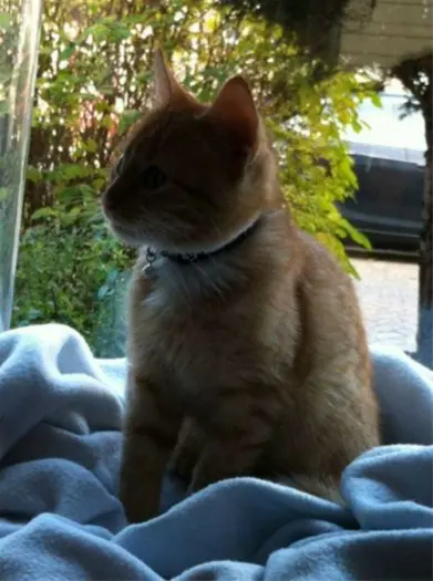 Leuke jonge rode kater
