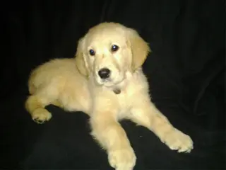 SCHATTIGE GOLDEN RETRIEVER TEEFJES TE KOOP