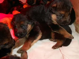 Duitse herder pups te koop