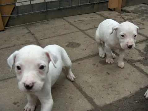 Te koop Amerikaanse Bulldogpups