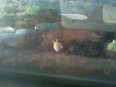 Jonge agaatslakjes te koop