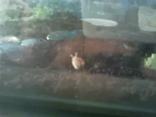 Jonge agaatslakjes te koop