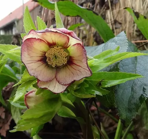 Helleborusdagen in de Noordoostpolder