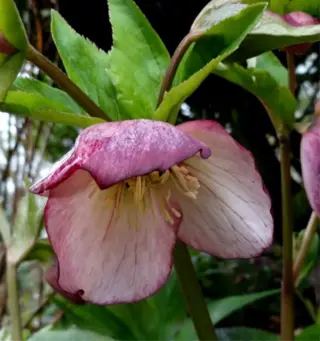 Helleborusdagen in de Noordoostpolder