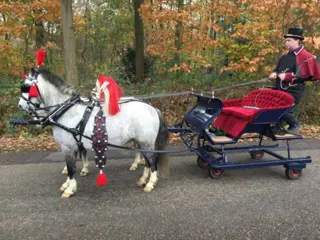 Arreslee te huur met pony's