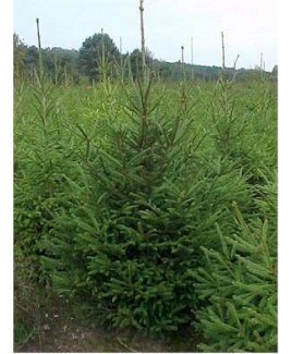 KERSTBOMEN 175CM / TOPKWALITEIT IN POT GEKWEEKT