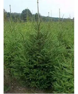 KERSTBOMEN 175CM / TOPKWALITEIT IN POT GEKWEEKT