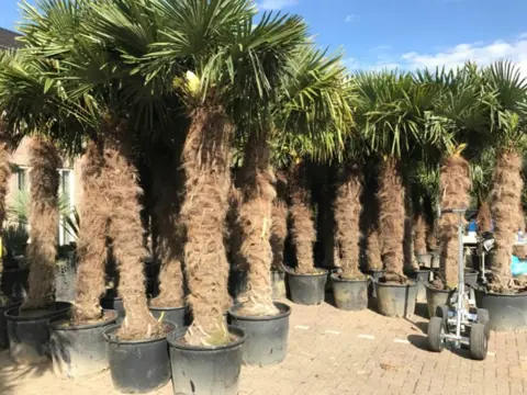 Trachycarpus fortunei palmbomen, Chinese Henneppalm te koop!