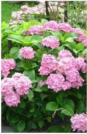 Hortensia kopen met korting
