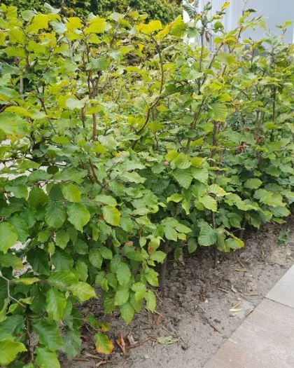 Groene beukenhaag kopen met korting.
