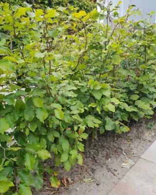 Groene beukenhaag kopen met korting.