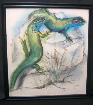 Smaragdhagedis,tekening,K.Jaude, repro aquarel, 40x43 cm,gst