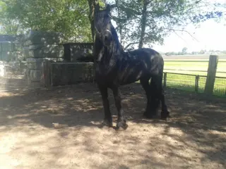 Ter dekking 2 Friese Hengsten