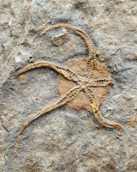 Mooie 3D Brittle Star - Op matrix - Protaster sp. -