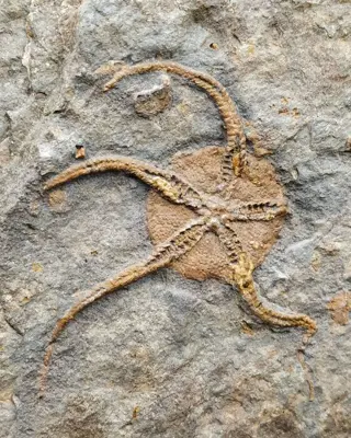 Mooie 3D Brittle Star - Op matrix - Protaster sp. -