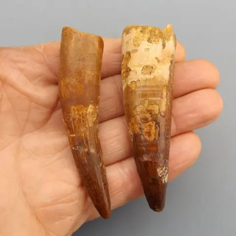 Large Spinosaurid Dinosaur - Teeth - Spinosaurus maroccanus