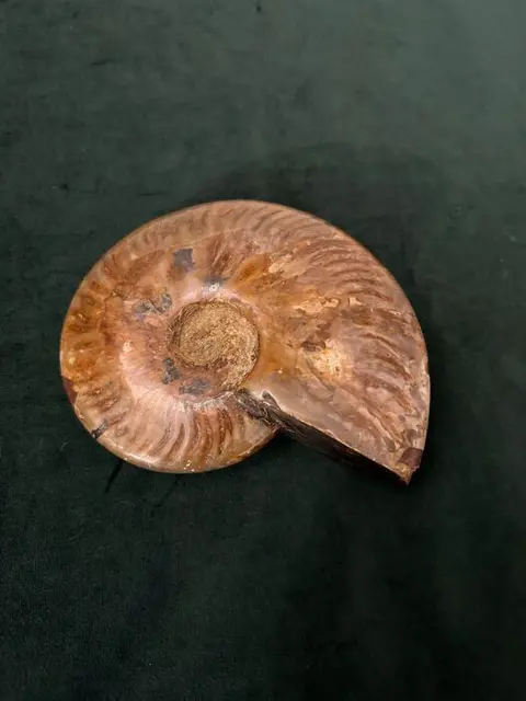 Ammoniet - iriserend - Cleoniceras - 18×15×15 cm