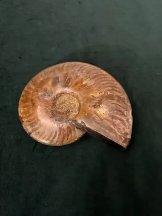 Ammoniet - iriserend - Cleoniceras - 18×15×15 cm