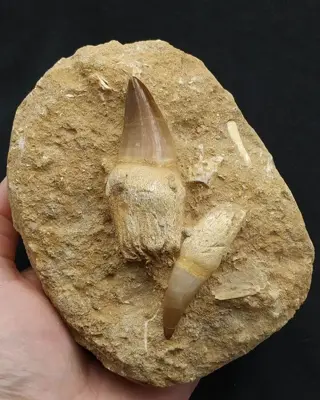 Mosasaurus &amp; Plesiosaurus - Gebit - Eremiasaurus