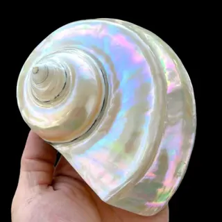 Een prachtige parelmoeren schelp uitstekende kwaliteit van