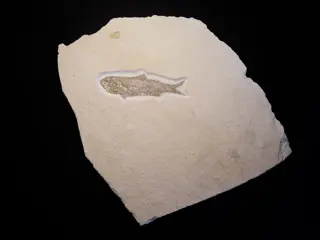 Vis - Op originele matrix - Furo vetteri (AGASSIZ) 1833