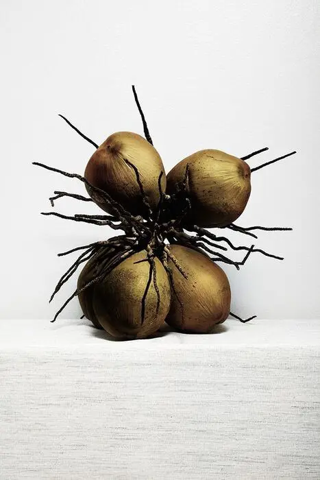 Arnold Mariashin - Coconuts