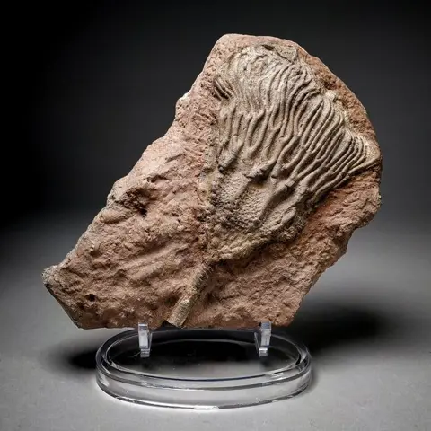 Crinoïde fossiel - gemonteerd op persoonlijke stand -