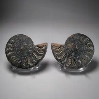 Fantastische ammoniet Cleoniceras doorgesneden - gemonteerd