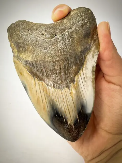 Megalodon - MUSEUM QUALITY - Megalodon Tooth "Polished