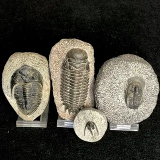 Devoon trilobieten - Op originele matrix