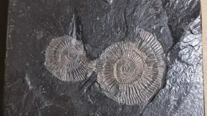 Ammoniet - Matrix plaat - 2×10×12 cm