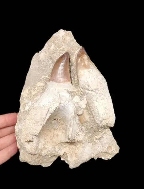 Mosasaurus - Tanden in matrix - Prognathodon - 18×11×13 cm