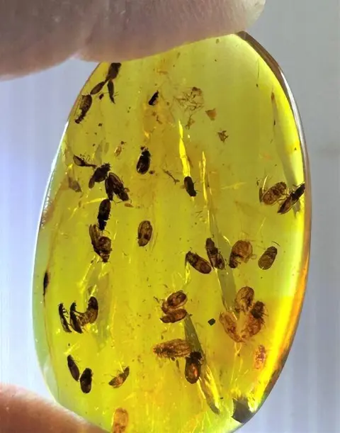 Birmese Amber-?Beetle Swarm? - 9×25×37 mm