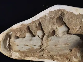 Mosasaurus - Maxilla - 10×24×56 cm