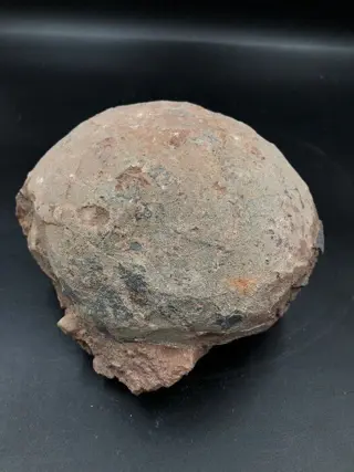 Dinosaurus - dinosaurus ei - Sauropod or Hadrosaurus -