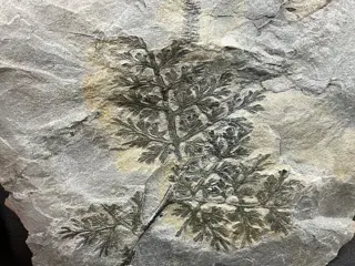 Prachtig gefossiliseerd plantenfossiel - Op matrix -