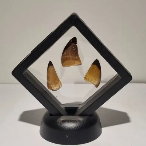 Mosasaurus - Tand - 3 tanden in Display - 10×10×5 cm