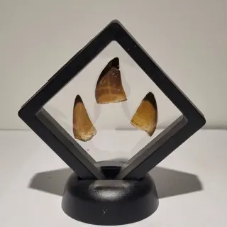 Mosasaurus - Tand - 3 tanden in Display - 10×10×5 cm