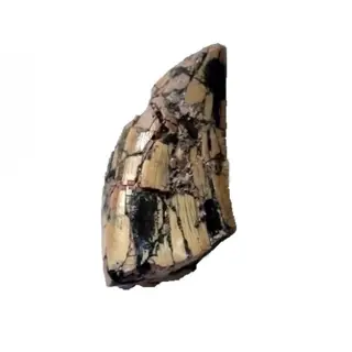 Dinosaurus - Tand - spinostropheus gautieri - 2.5×1.5×0.5 cm