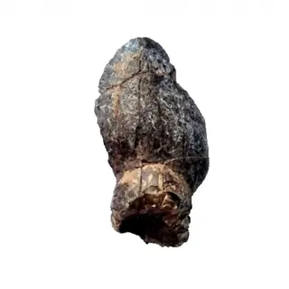 Dinosaurus - Tand - Jobaria tiguidensis - 3.2×2×1 cm