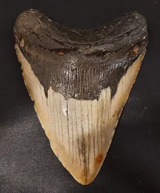 Megalodon - Tand - USA BEAUTIFUL MEGALODON TOOTH - South