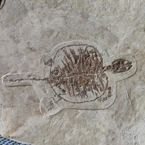 CRYPTODIRA - 1×19×20 cm