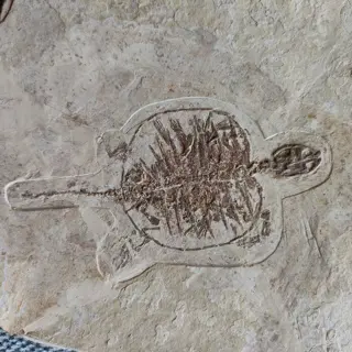 CRYPTODIRA - 1×19×20 cm