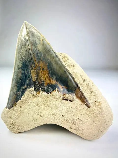 Megalodon - GORGEOUS colours - Megalodon Tooth "Sword in